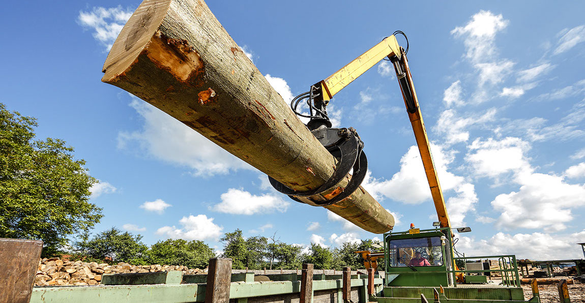 Buche, Eiche, Ahorn, Esche, Sägewerk, Laubholzsägewerk, Klimahalle, Vakuumkammer, Blockbandsäge